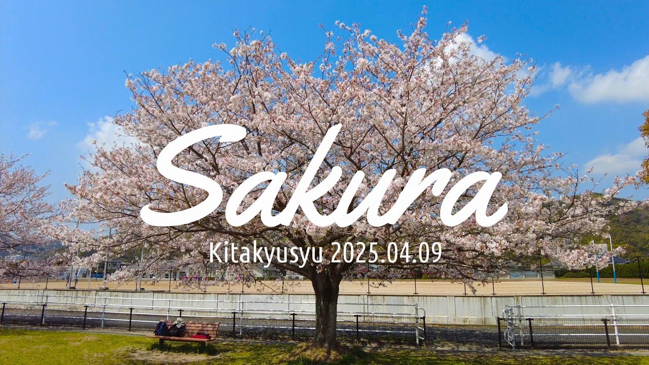 【福岡県北九州市】桜 2025【紫川河畔公園】