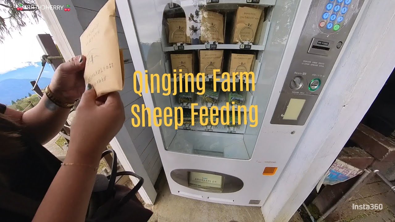 Sheep Paradise in the Clouds | Qingjing Farm, Taiwan