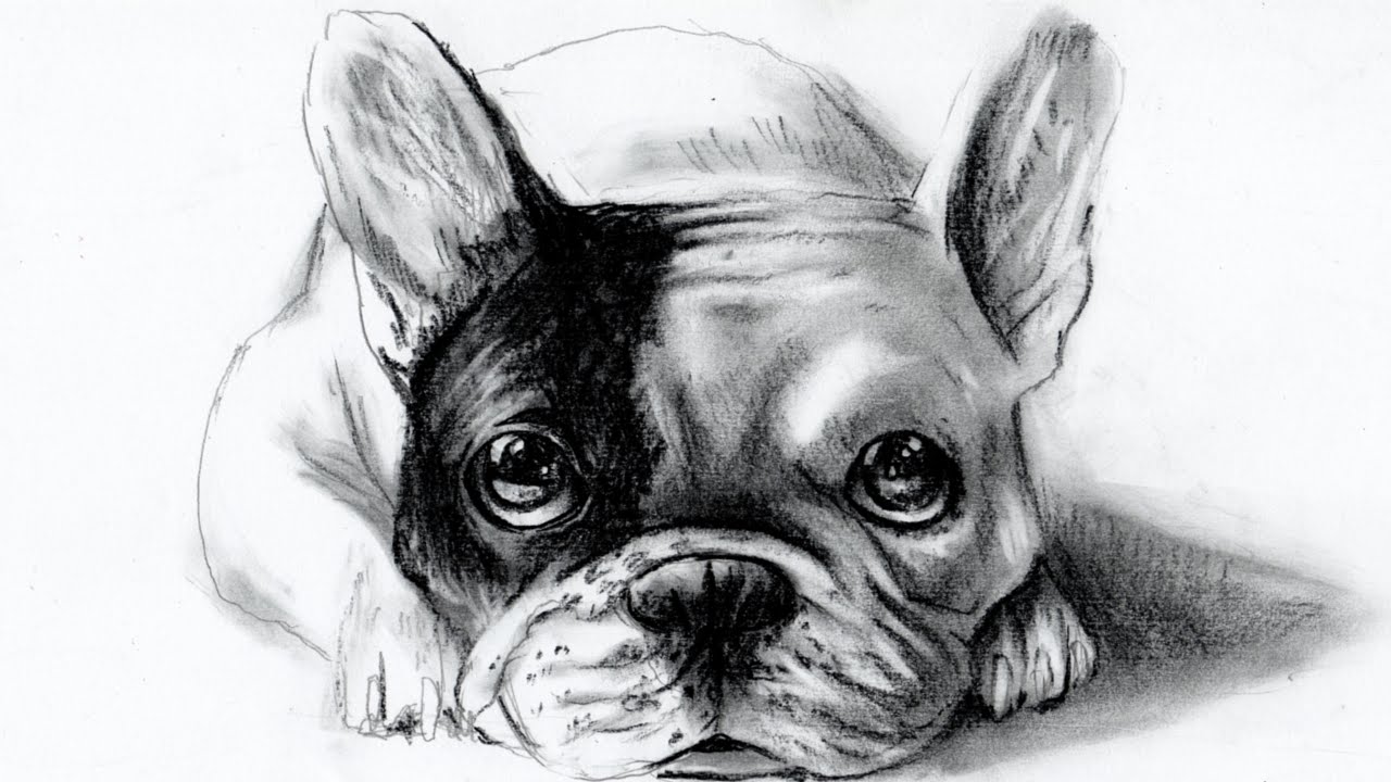 how to draw dog - come disegnare un cane (bulldog francese/French Bulldog)