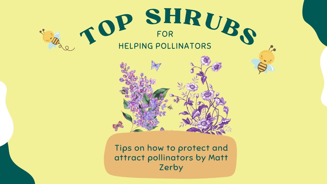Best Shrubs to Plant for Pollinators