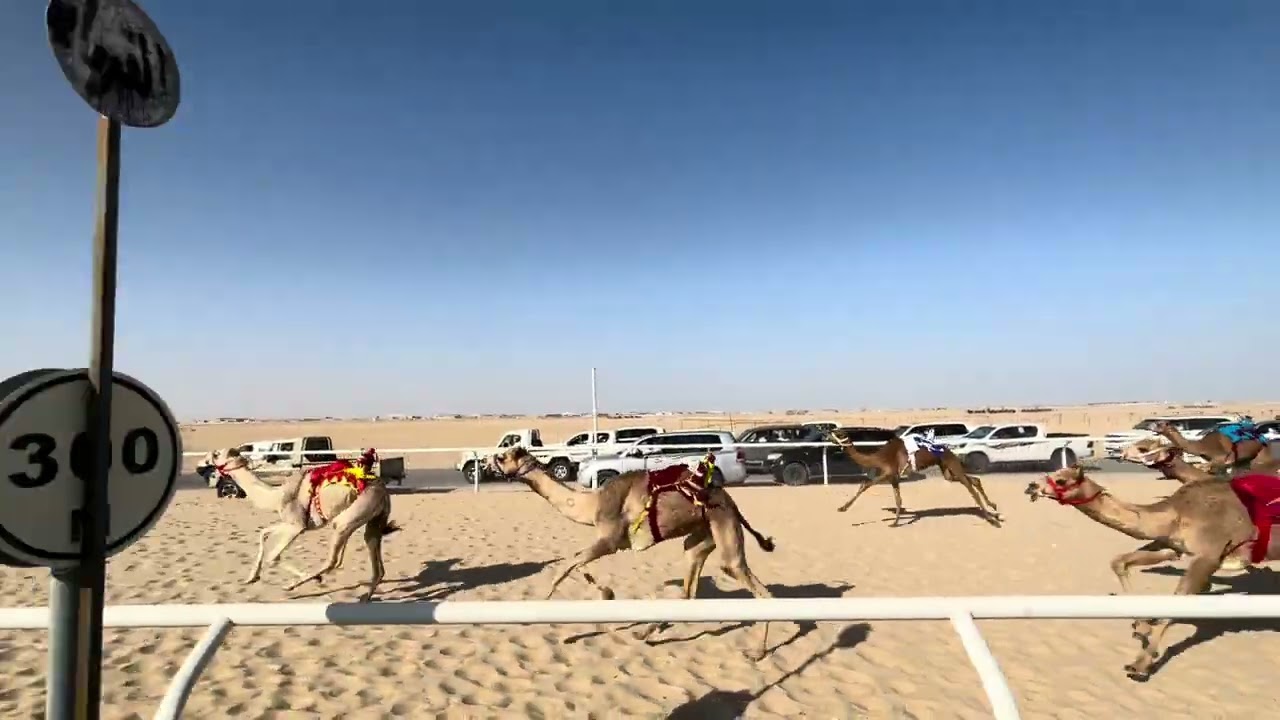 ٢٤ العزوم ملك محمد بن راشد ال بحيح