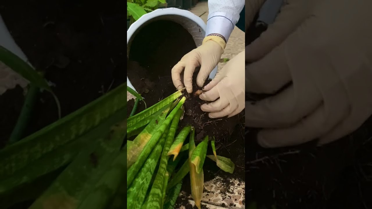 هوكارى زه رد بونى جلد النمر. پيسته پلنگ    اصفرار نبات جلدالنمر sanseveria