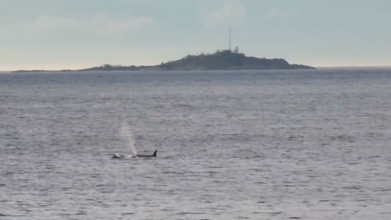 ORCAS. Extravaganza day. March 8th, 2026. Nanaimo, Vancouver Island. 