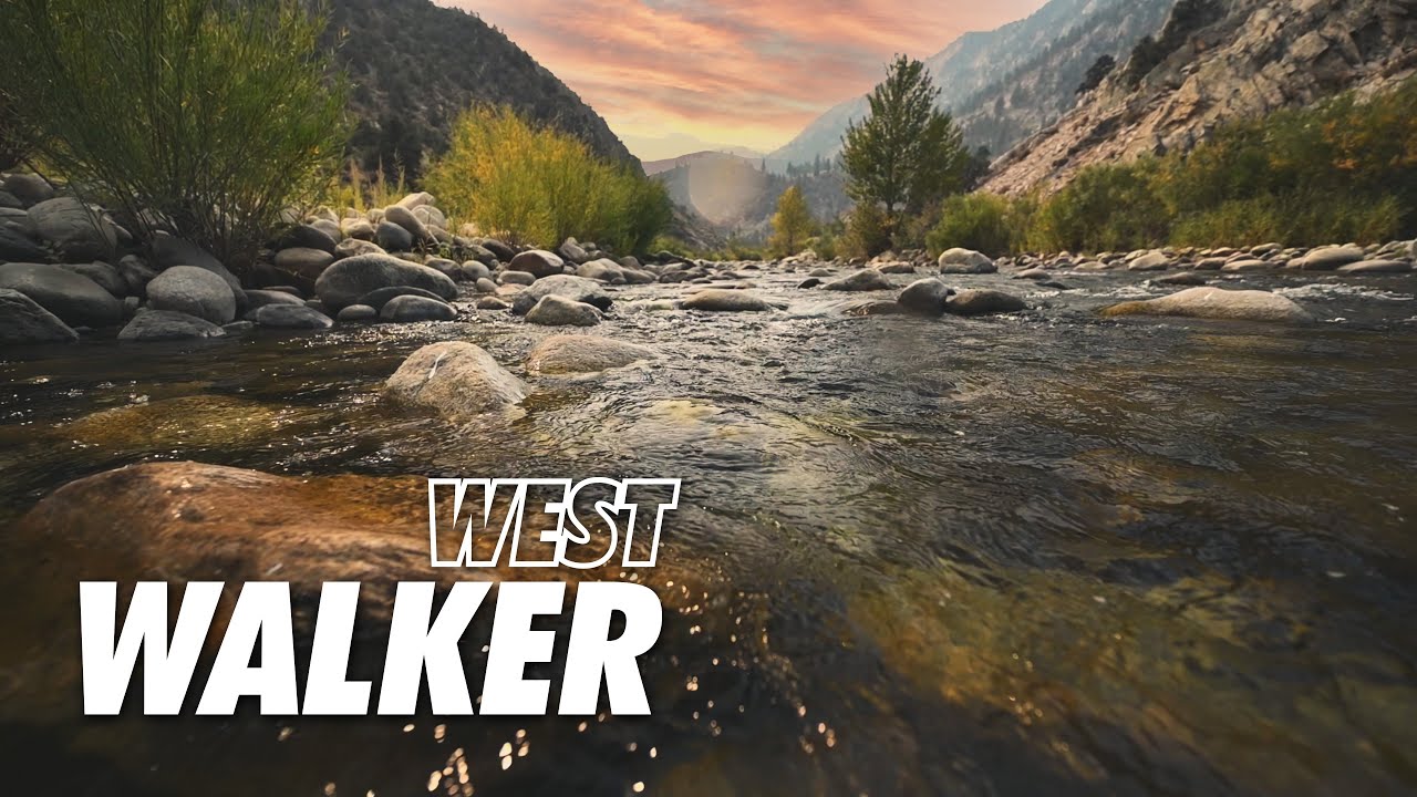 Big mountains & pristine water = The Sierra //West Walker River Fly Fishing (Eastern Sierra PART 2)