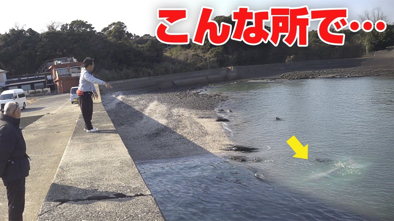 【貴重映像】野生のスナメリの謎の行動…