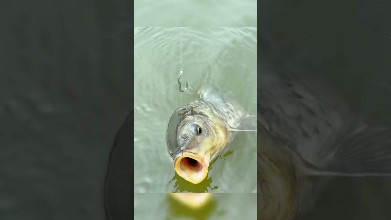 kail pancing anti mocel #mancingmania #shortvideo #fishingvideo