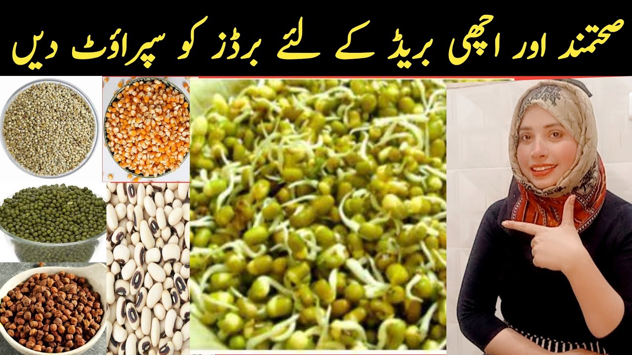 Bird k lye sprouts kasy banay? | How to grow sprouts for birds? |Natural food for birds|