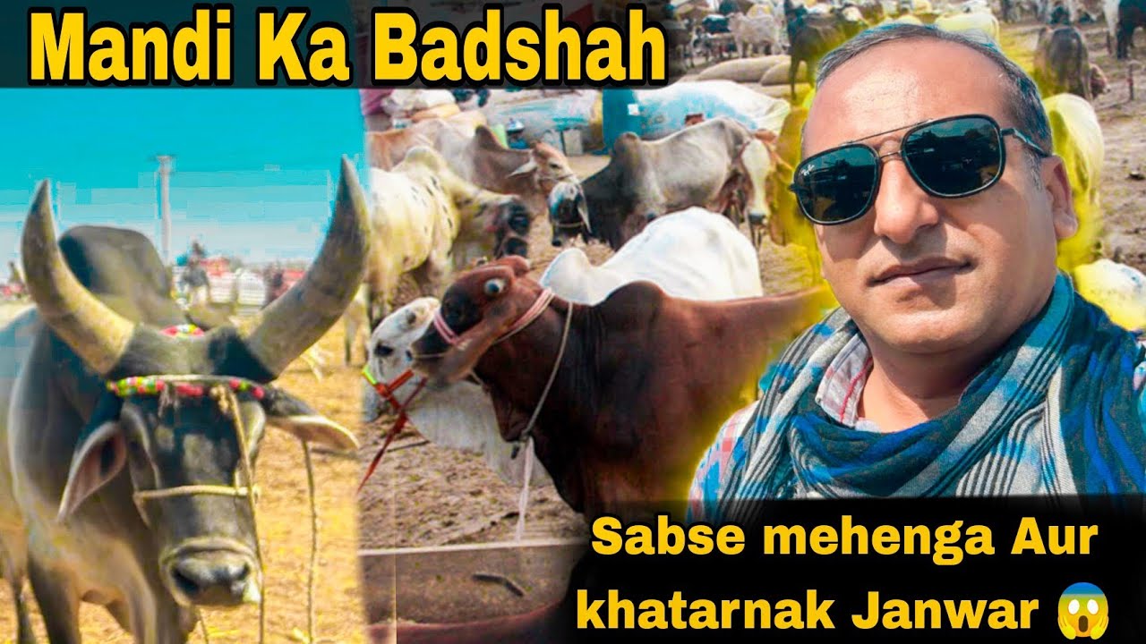 Tando Sain Dad Mandi Ka BADSHAH!Itna VIP Janwar Pehle Kabhi Nahi Dekha#TandoSainDad#MandiUpdate2026