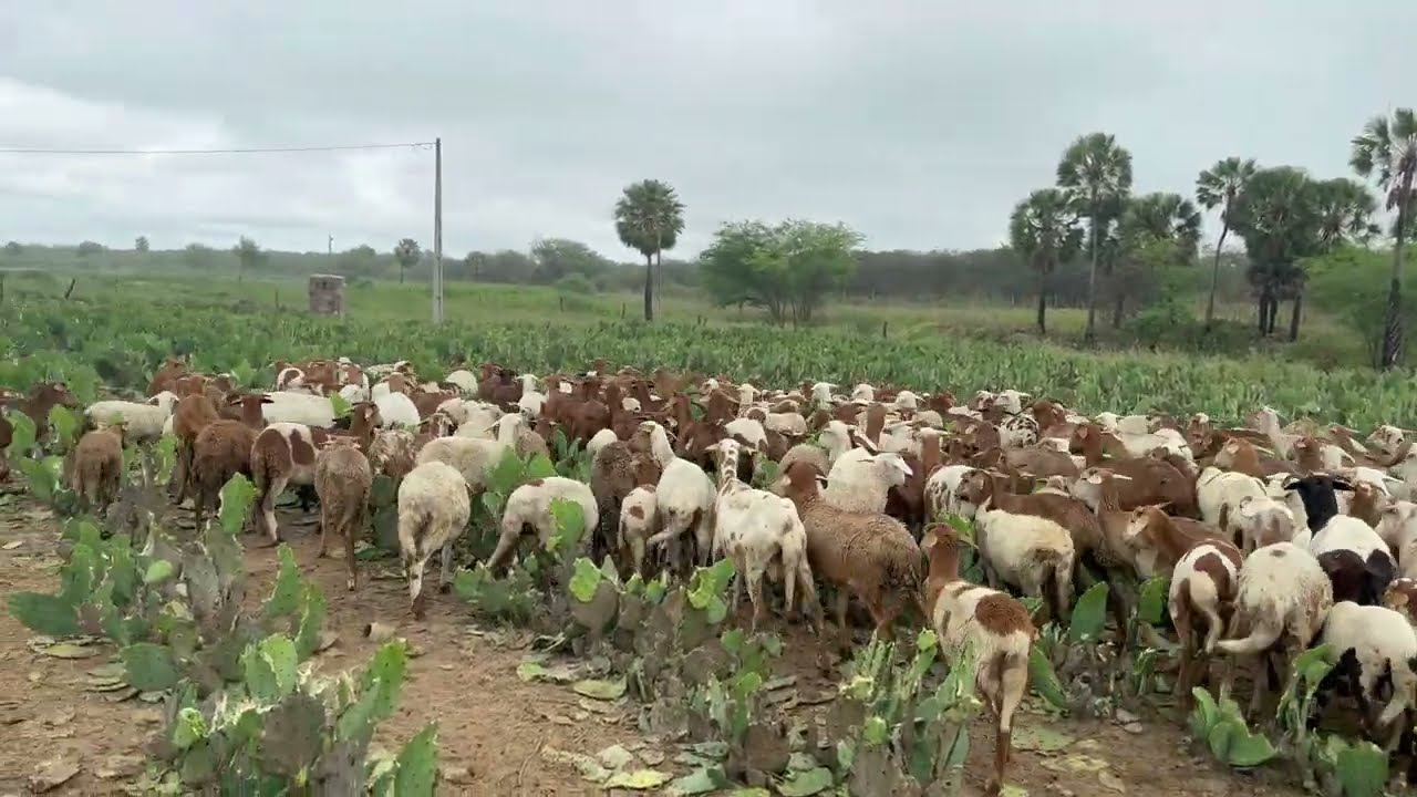 PASTEJO PALMA - 1° MUDANÇA DE PIQUETES