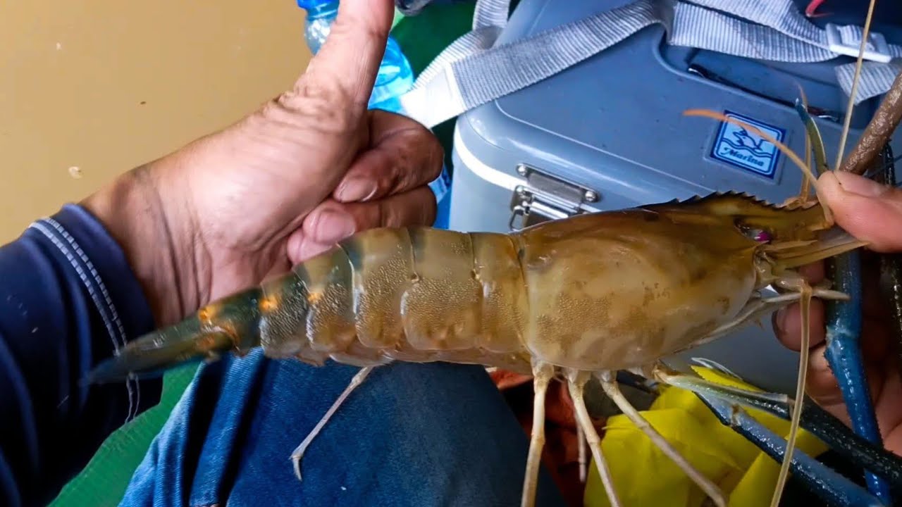 Edan sangat kuat,tarikan seperti ini yang di cari para pemancing‼️mancing udang galah terbaru