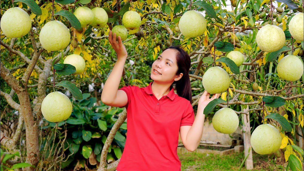 Harvesting 1000+ GIANT Pomelos &ndash; Sweet Juicy Pomelo Harvest from the Village Farm!