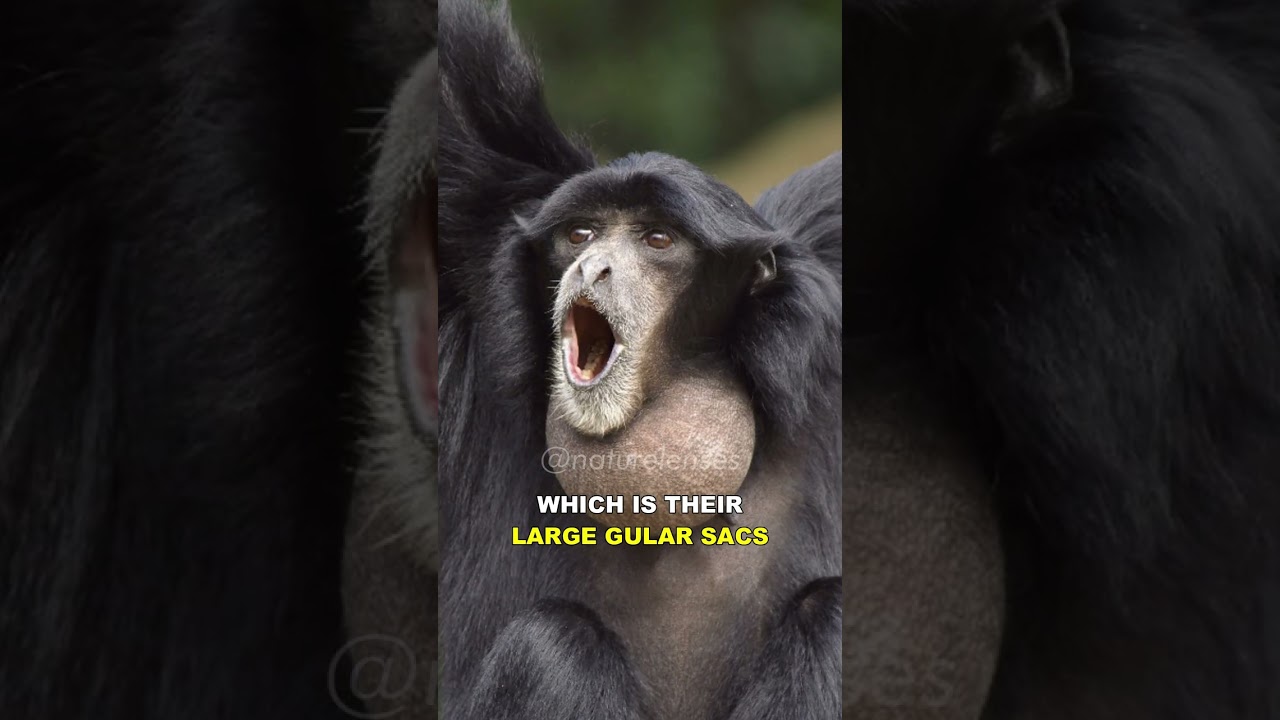 Siamang | The Most Unique Ape On Earth