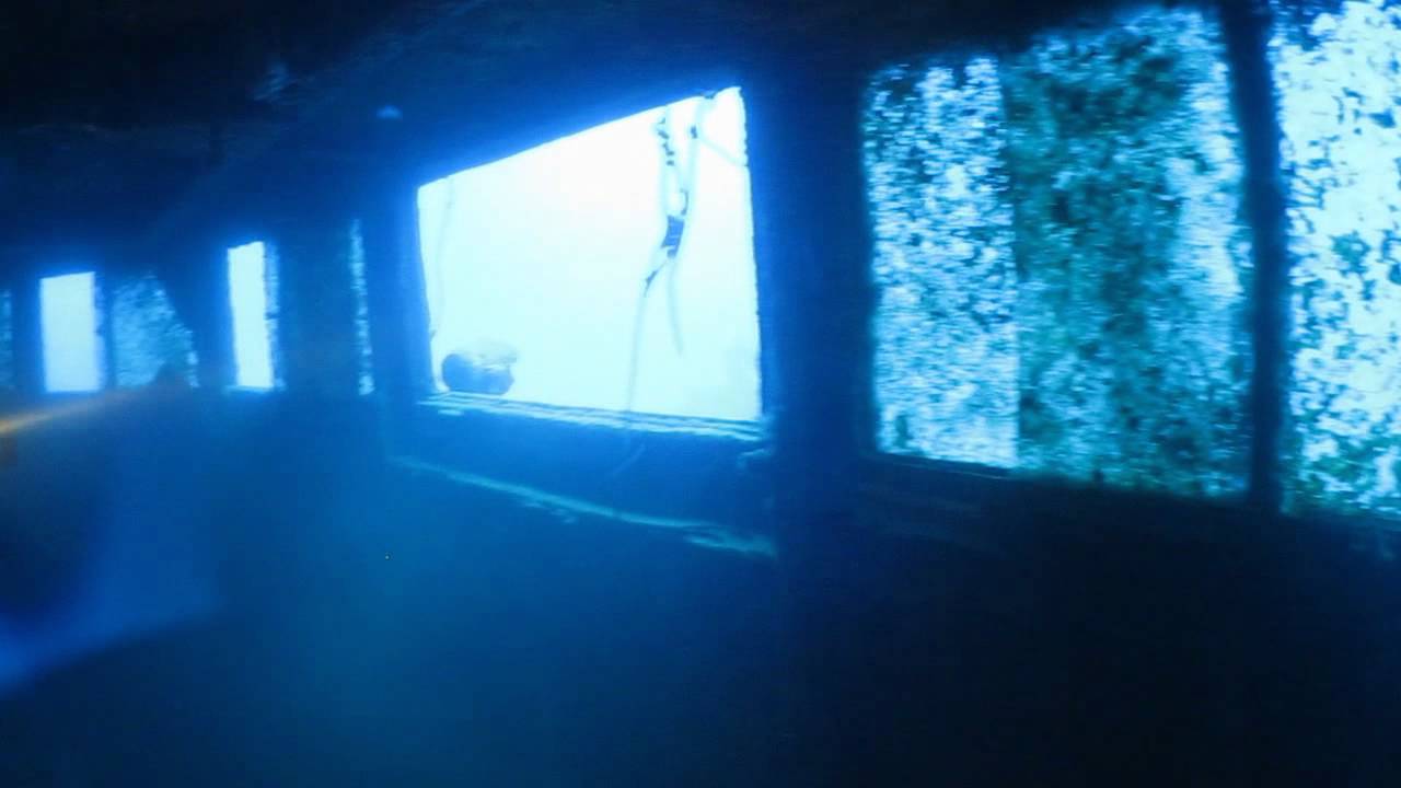 Diving Madeira - Stingray, huge groupers, wrecks and lots of fish!