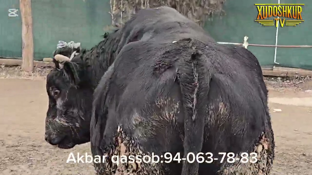 16.02.2026y Ertalabdan Akbar qassob g'o'shtga taklif qiladi....