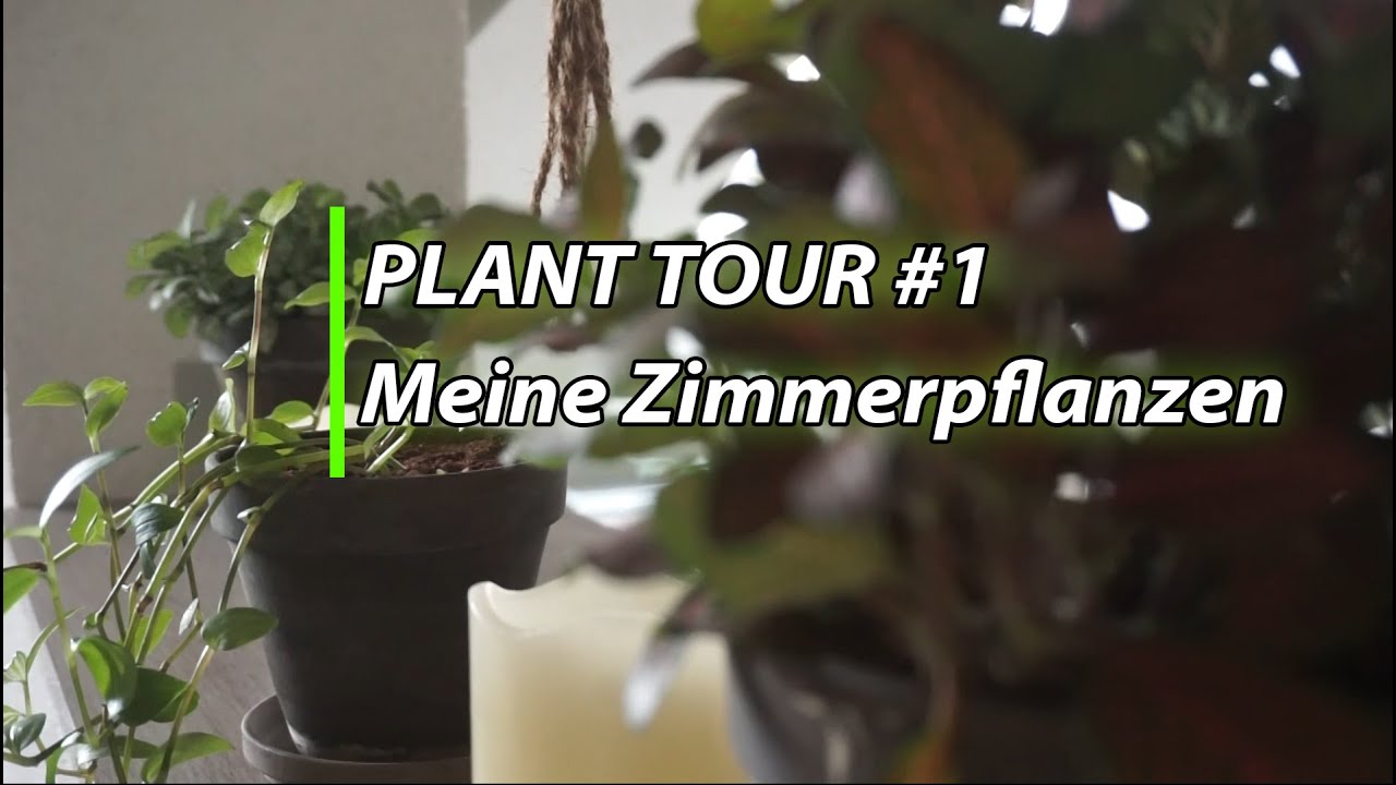 PlantTour | Ich zeige euch meine Zimmerpflanzen | #1