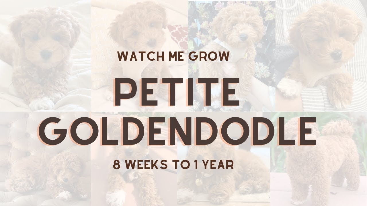 My Petite Goldendoodle Puppy Growing Up | 8 weeks to 1 year | Ivy the Petite Goldendoodle