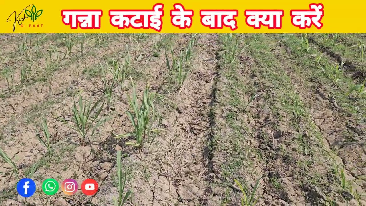गन्ना कटाई के बाद रैटून फसल लेने का सही तरीका | पैदावार बढ़ाने की ट्रिक  | ज्यादा पैदावार का तरीका