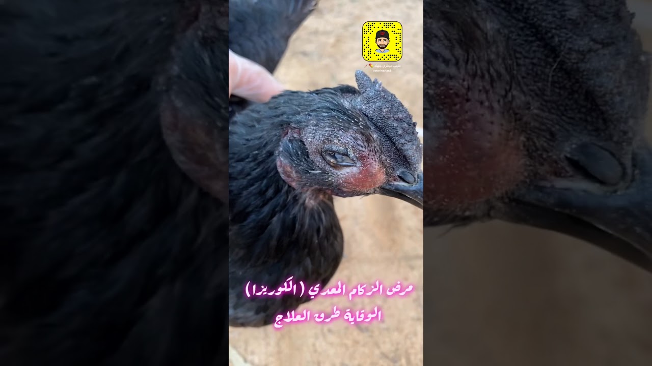 مرض الزكام المعدي بالدواجن