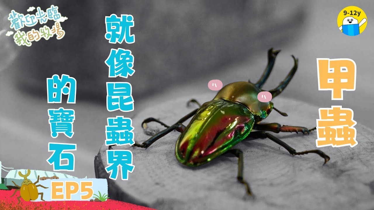 甲蟲就像昆蟲界的寶石🪲｜#歡迎光臨我的牧場 EP5 ▸▸8歲女孩的甲蟲館生活｜小公視