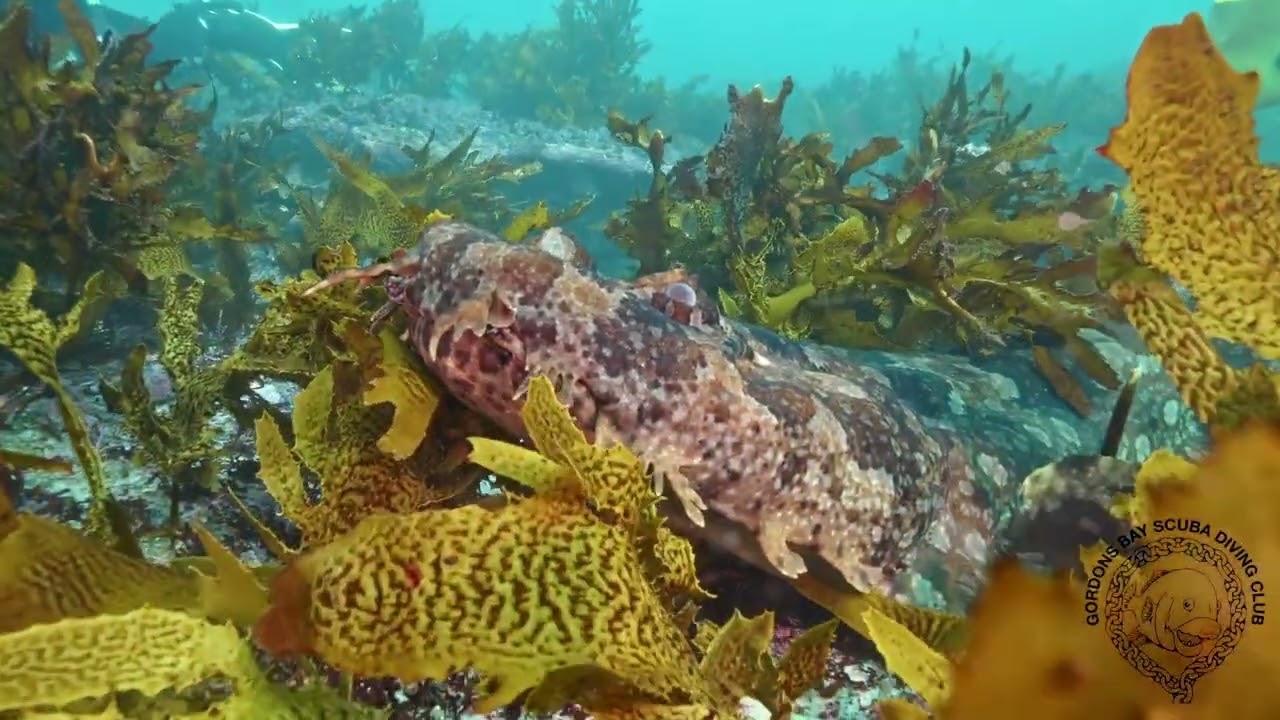 Gordon's Bay drone footage