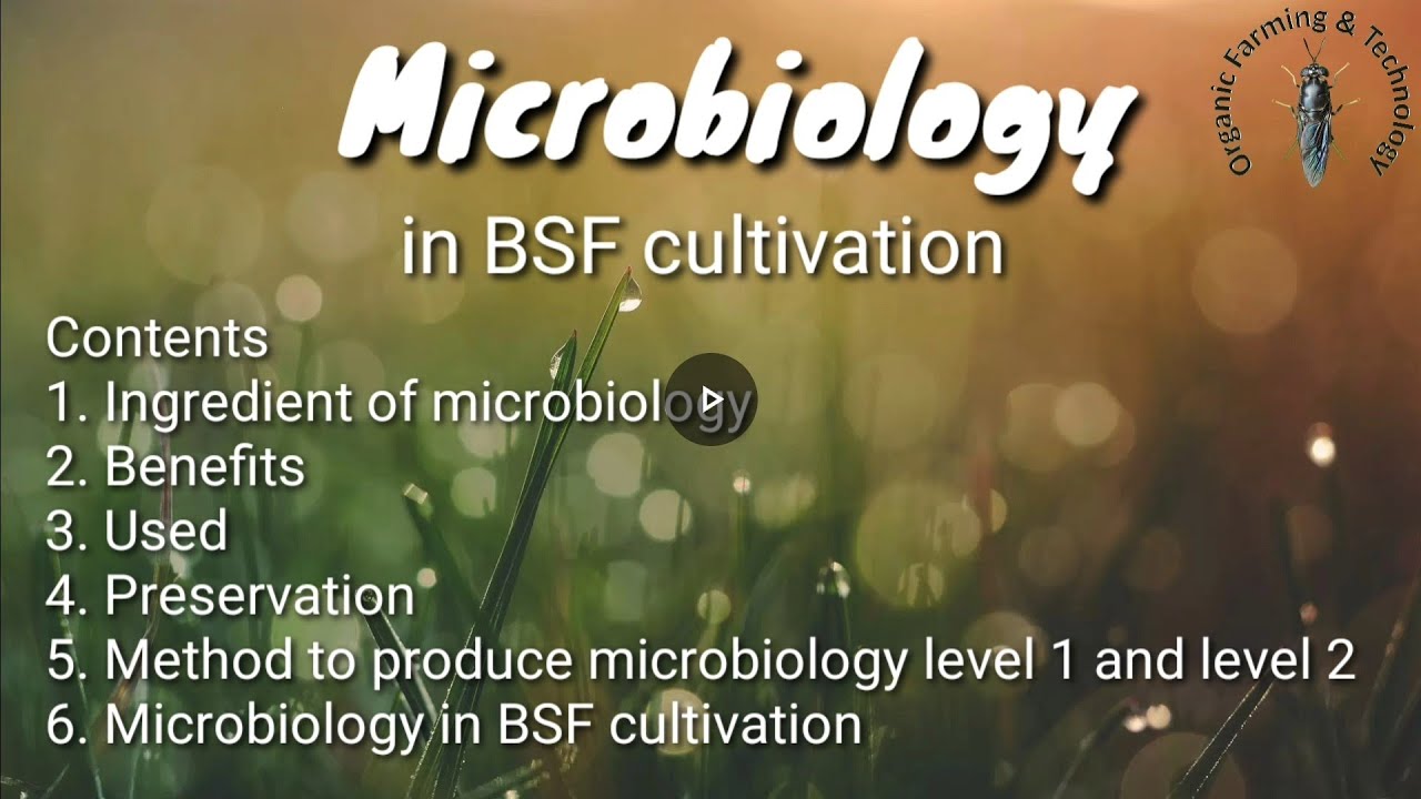 Part 05 - Microbiology in bsf cultivation