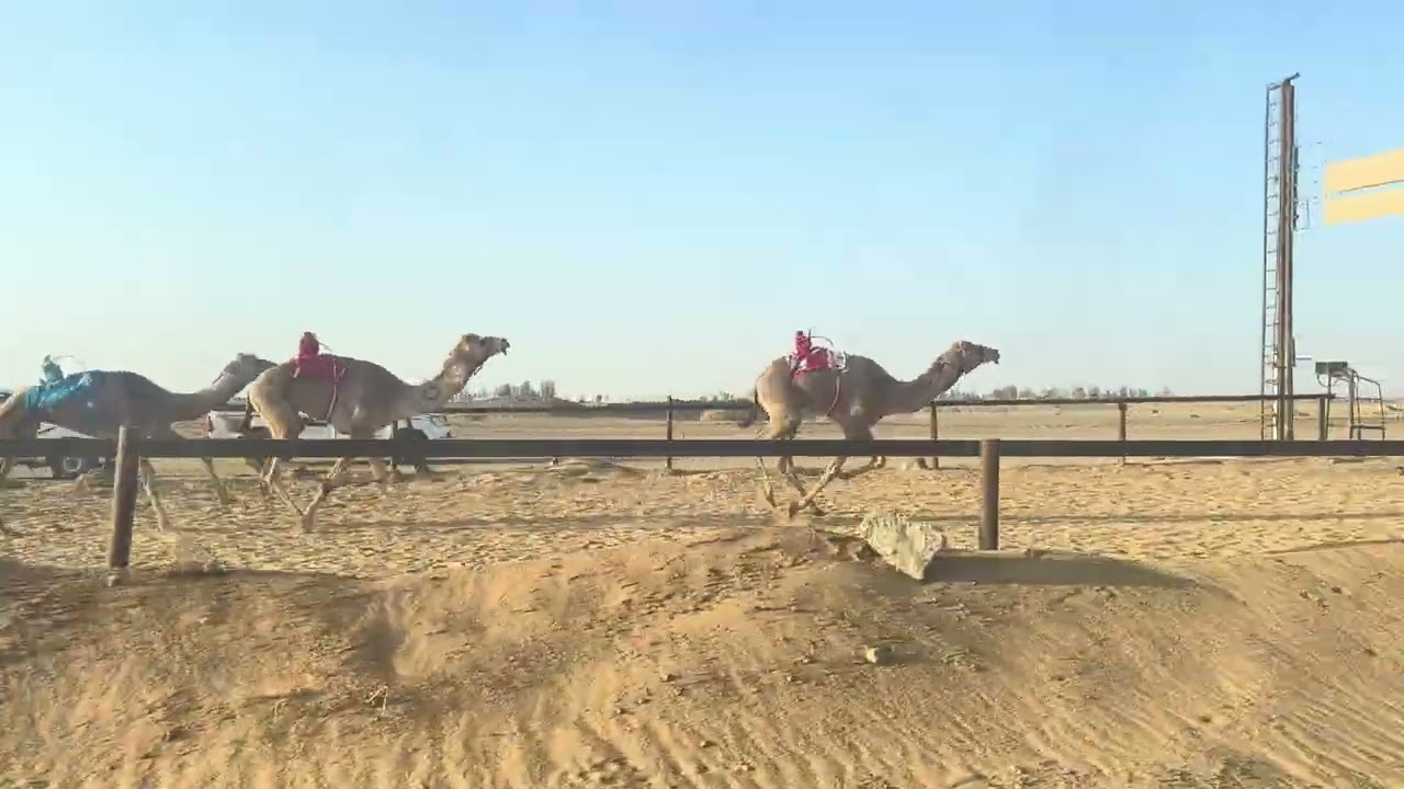 المهره/براهيم مبارك السراب الشراري