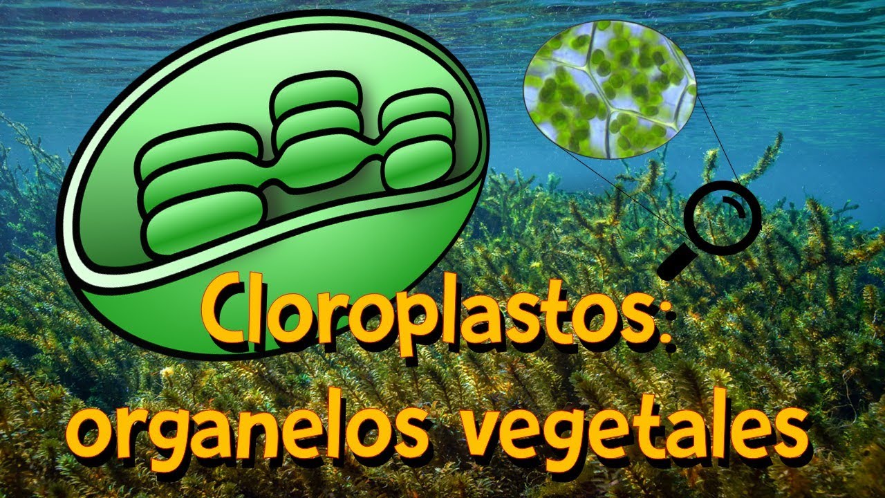 Cloroplastos al microscopio