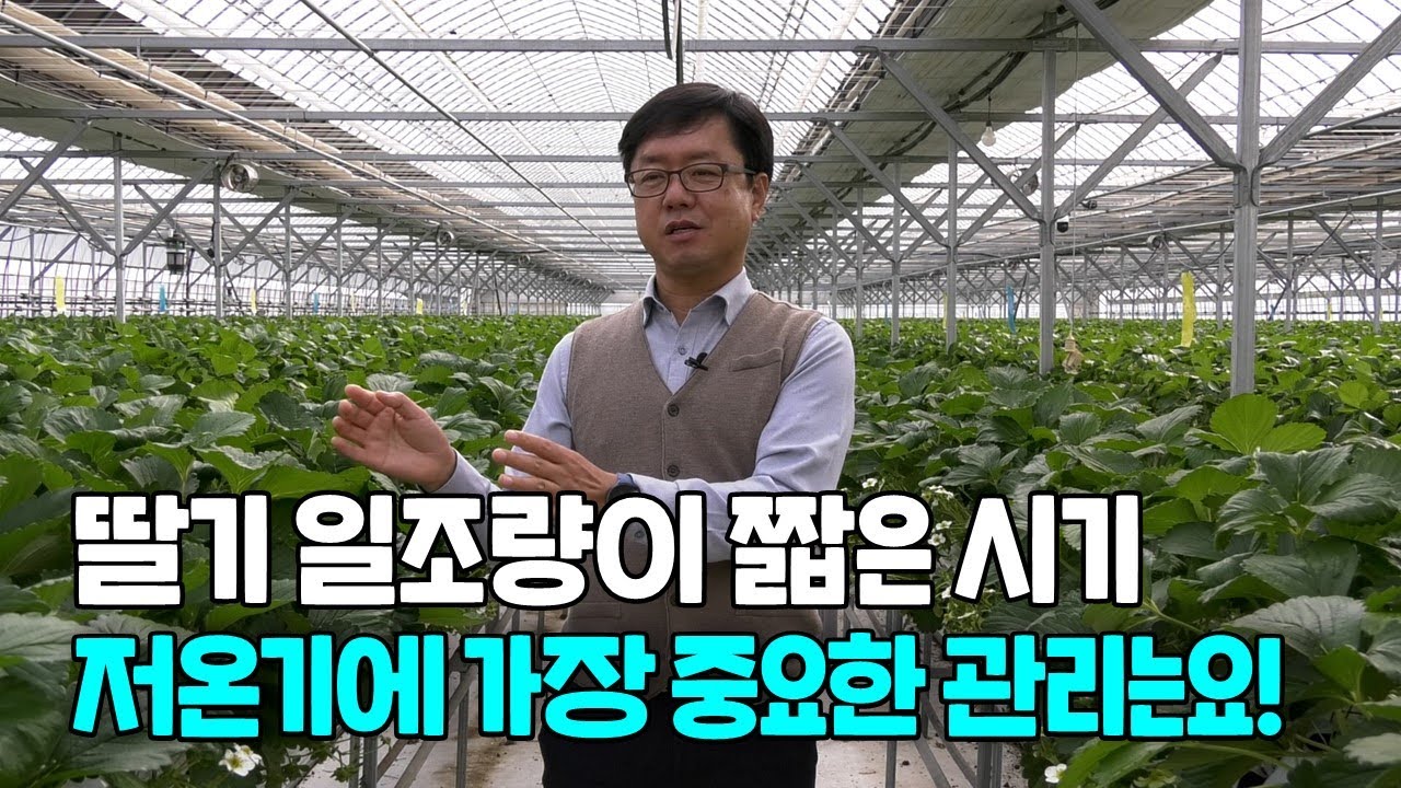 딸기재배 일조량이 짧은 저온기 가장 중요한 관리는? (강사 김종필)