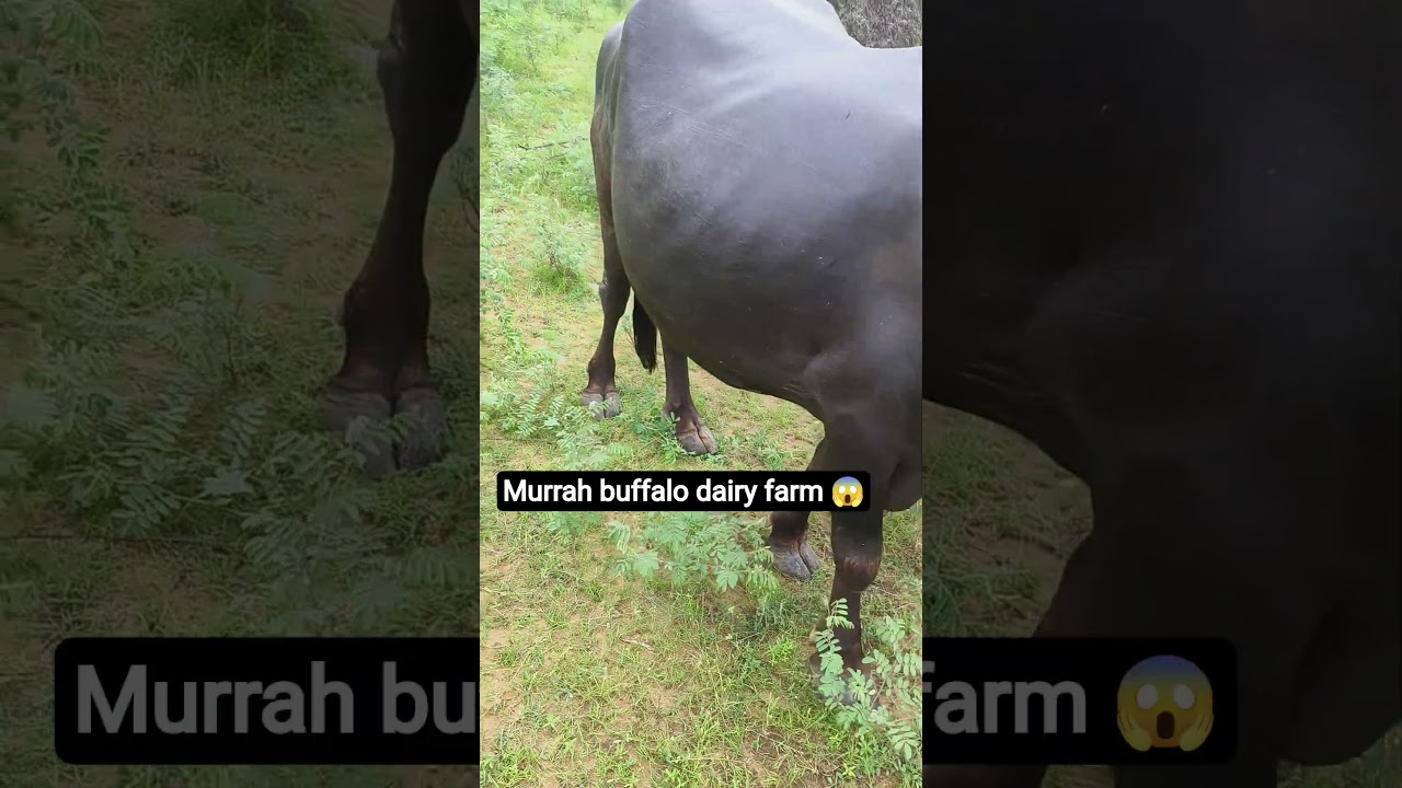 murrah buffalo dairy farm 😱 