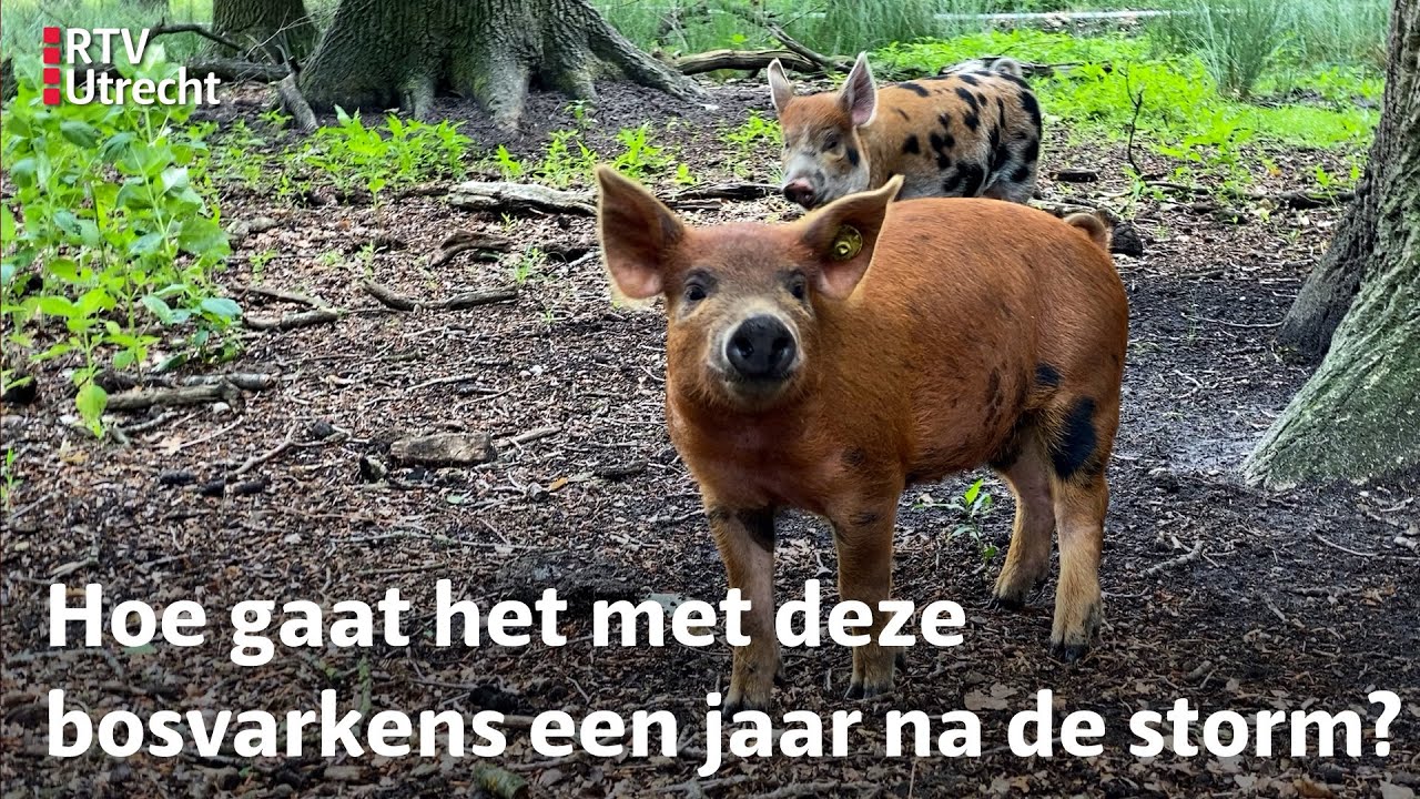 Een jaar na de valwind: er lopen weer biggetjes op Landgoed Zuylestein | RTV Utrecht