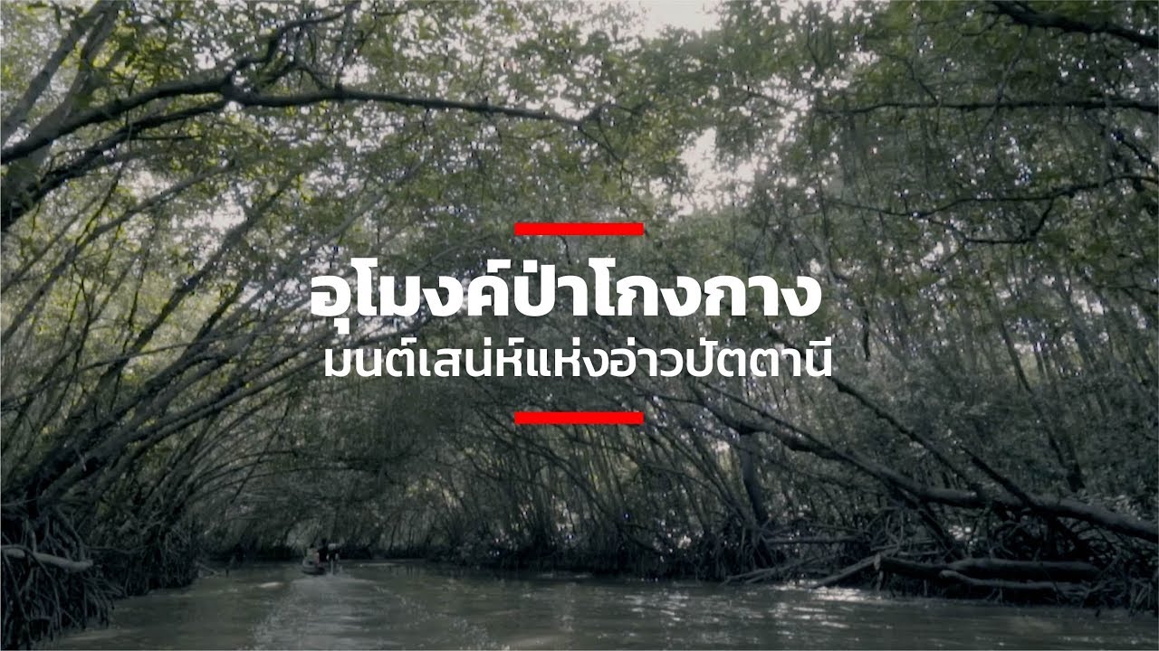 อุโมงค์ป่าโกงกาง มนต์เสน่ห์แห่งอ่าวปัตตานี
