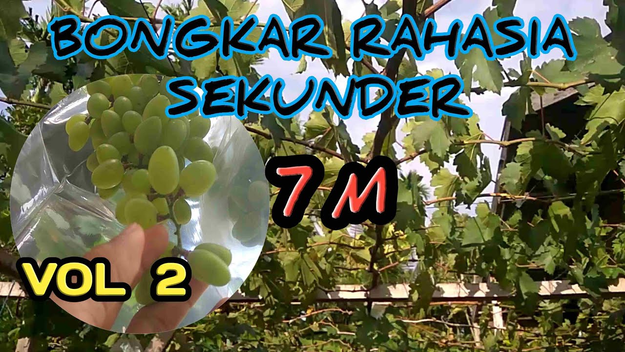 BONGKAR RAHASIA SEKUNDER 7 M| TEKNIK PEMBENTUKAN SEKUNDER| CARA AGAR SEKUNDER BESAR DAN PANJANG|Vol2