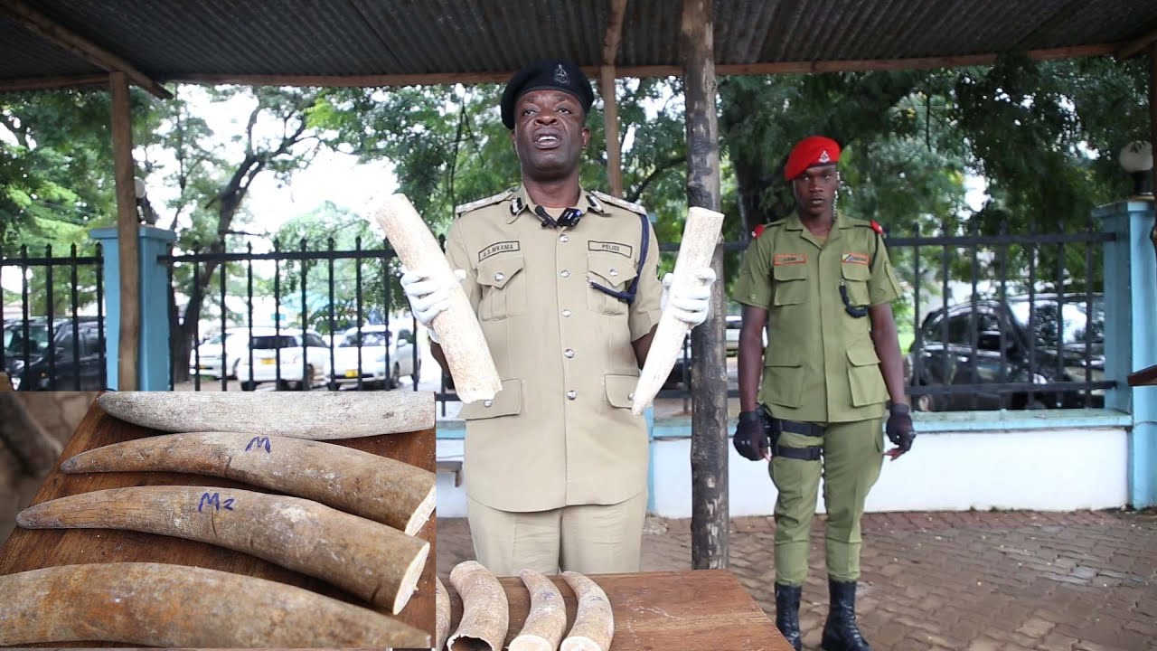 WATU WAWILI MBARONI WAKITAFUTA SOKO LA KUUZA MENO YA TEMBO MTAANI