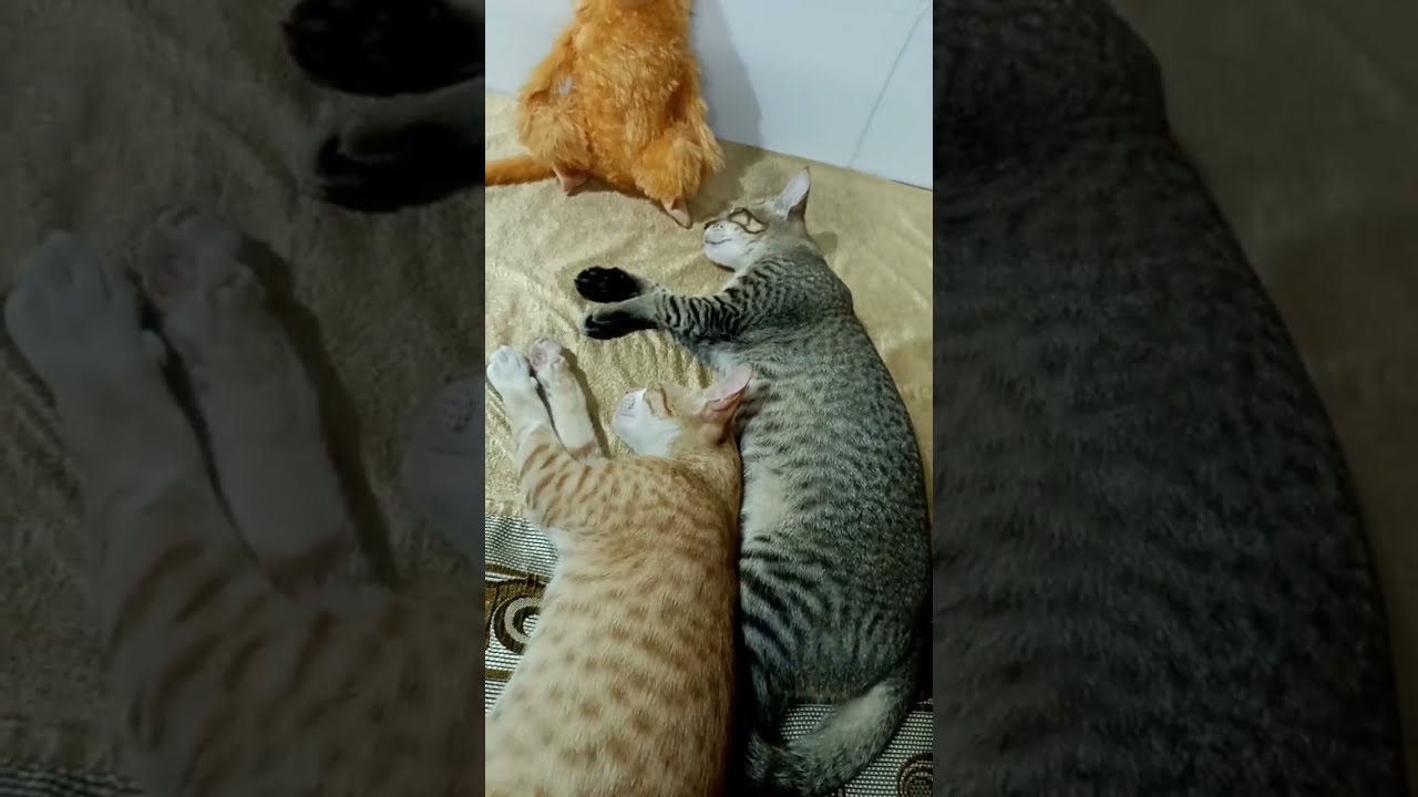 My Cat's Kittens Adorable