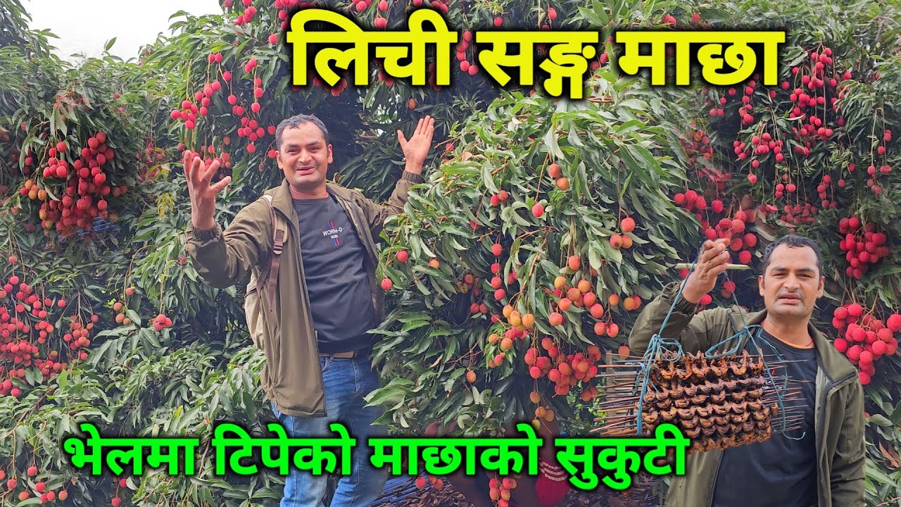 नेपालको धेरै माछा पाईने रावाखोला | कुभिण्डेको लिची र रावा खोलाको माछा सारै सस्तो | लिची सङ्ग माछा