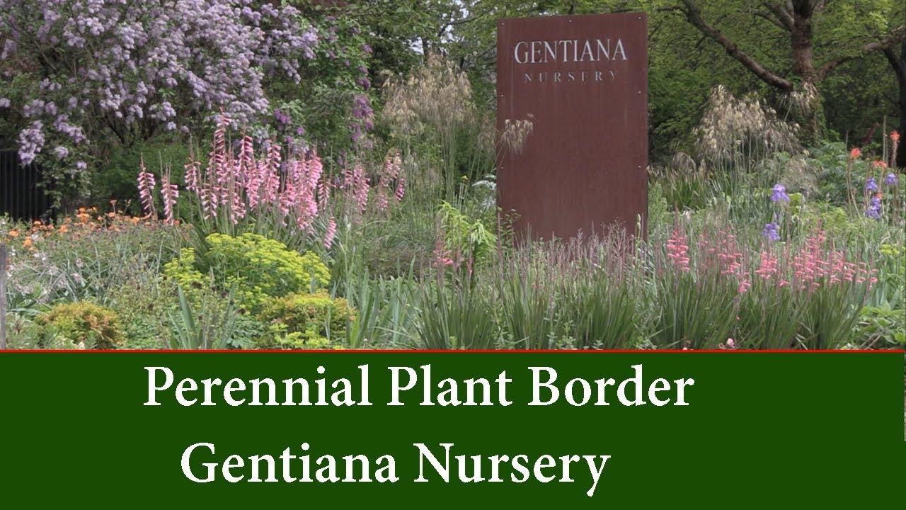 Perennial Garden Borders - Planting Ideas and List For Garden Design