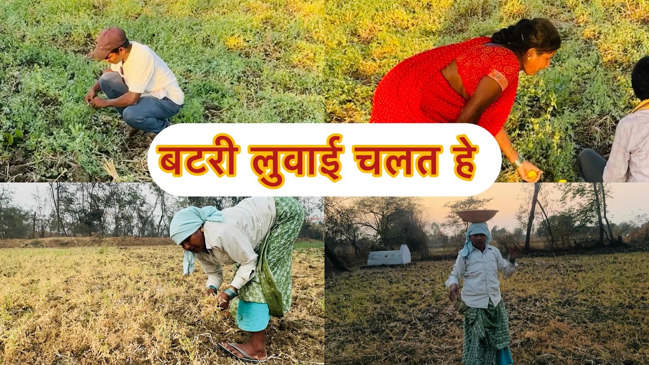 बटरी लूवाई चलत हे संगवारी हो #youtube #cgvlog #chhattisgarh #youtuber @SB_vlogs750 