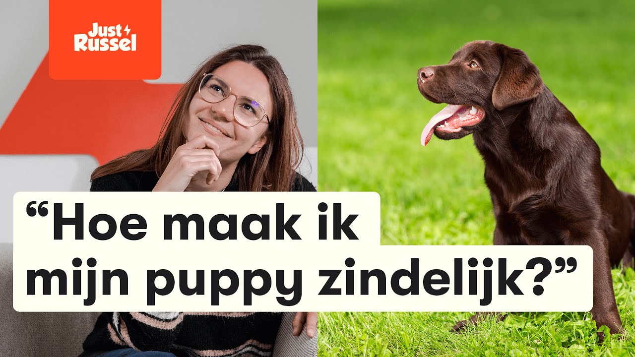 Hoe maak ik mijn puppy zindelijk - 6 tips (Puppy Zindelijkheidstraining)