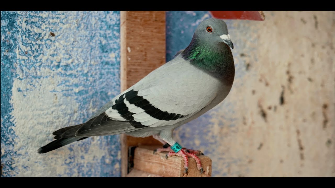 Palomas mensajeras. VOLVER A EMPEZAR...🍀