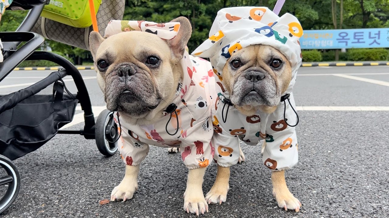 French Bulldogs Decide What We Do For A Day ** IN THE RAIN