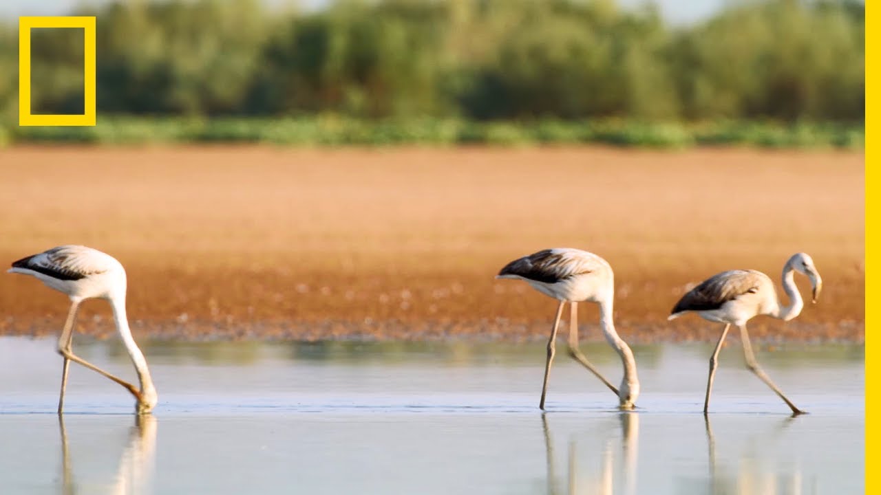 Le flamant rose, visiteur inattendu du Sahara