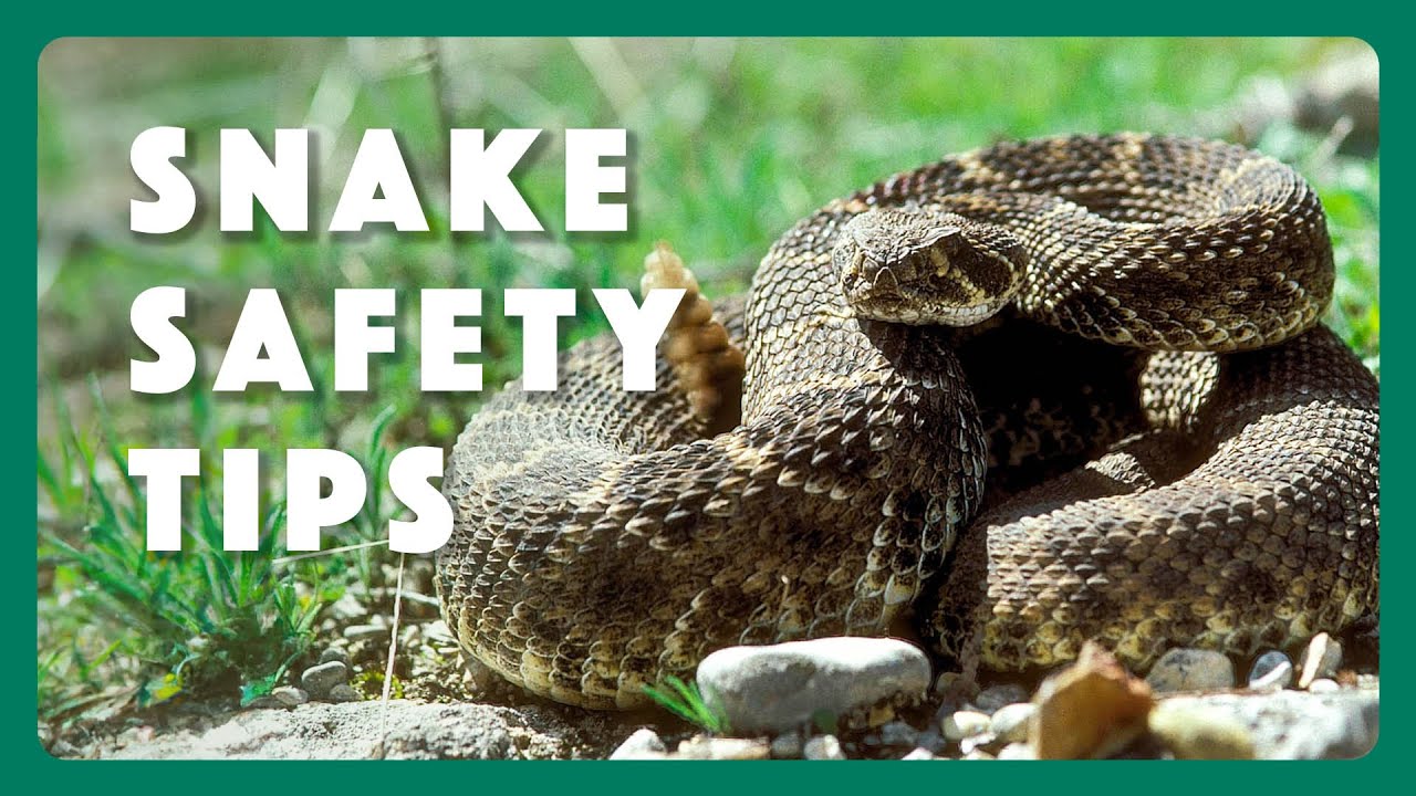 Snake Safety Tips