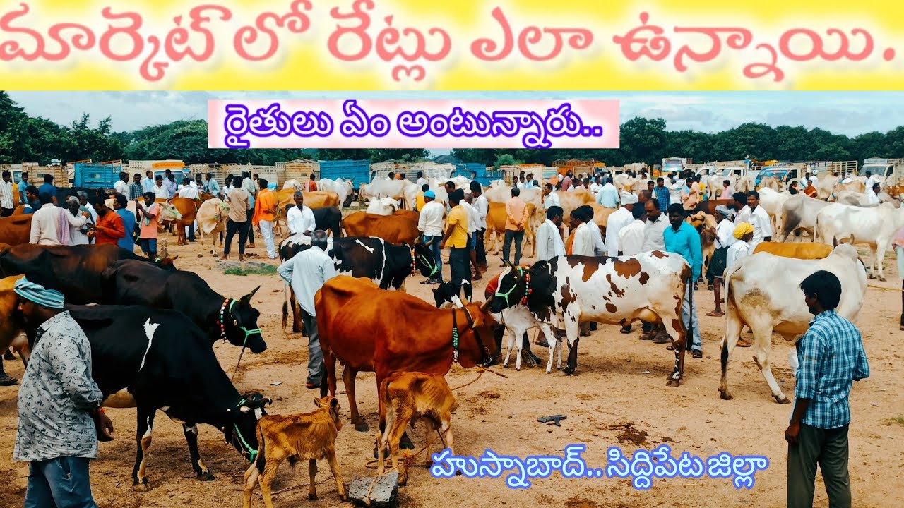 #husnabad  మార్కెట్ లో  ధరలు ఎలా ఉన్నాయి? రైతులు ఏం అంటున్నారు #market #cow @Sureshagritalks