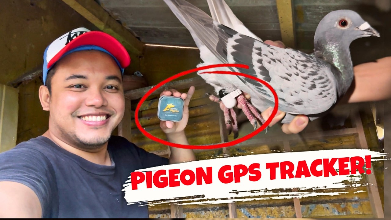 NAGLAGAY AKO NG GPS SA PINAKA MABILIS KONG KALAPATE