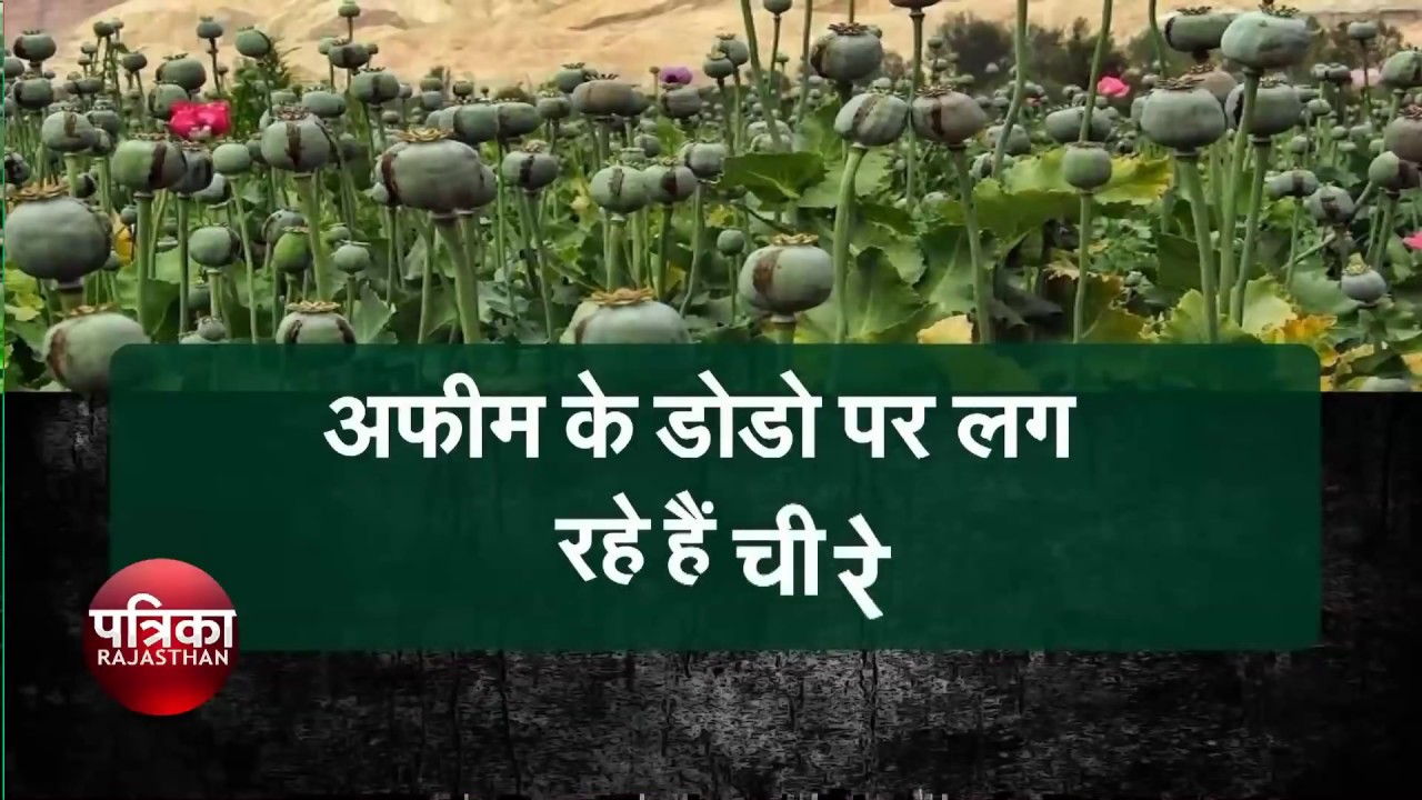 मेवाड़ में पकने लगा काला सोना- गर्मी बढ़ने के साथ तेज़ होगा तस्करों का काम - Rajasthan Patrika