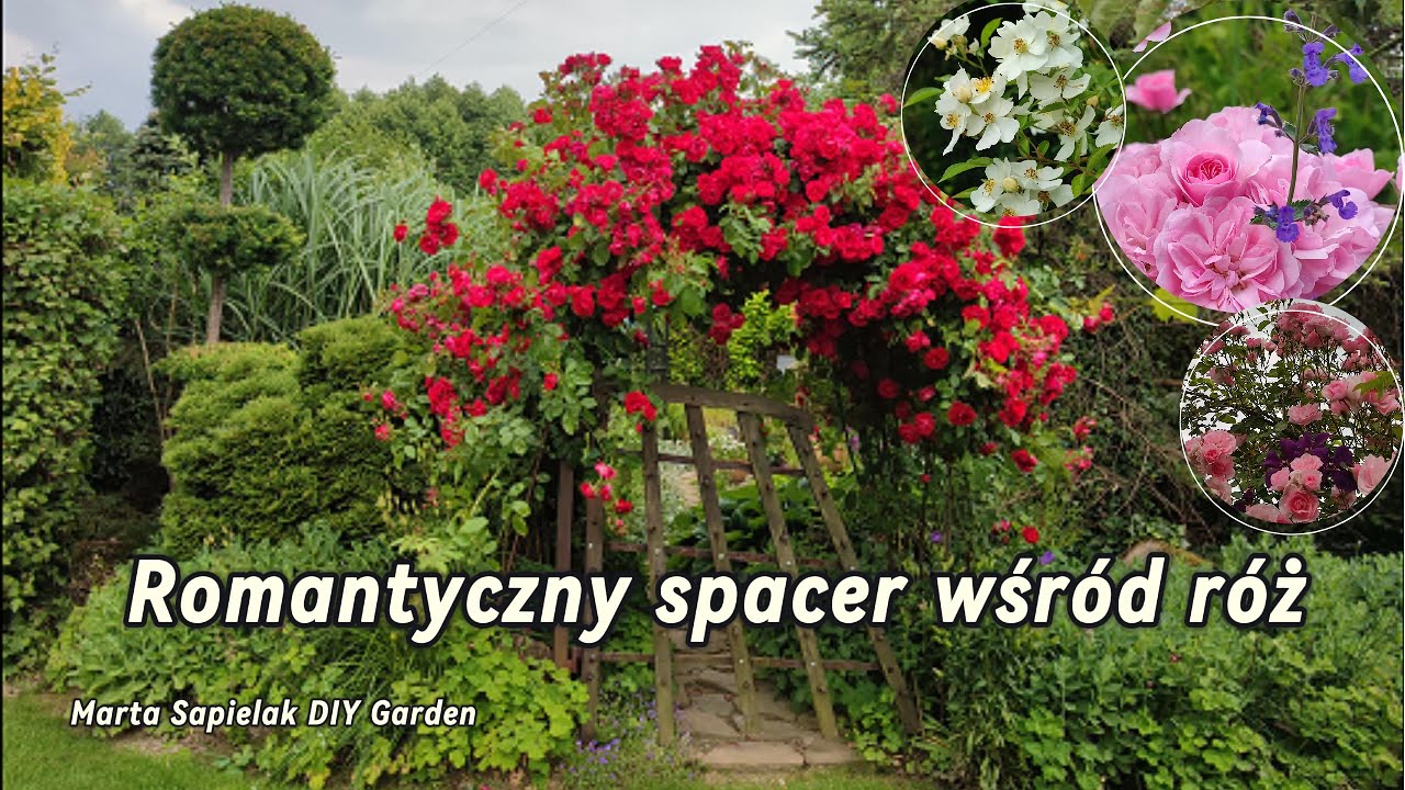 Romantyczny spacer wśród róż