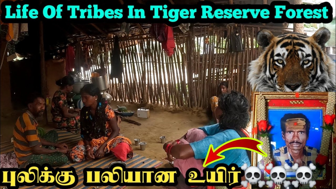 புலி தாக்கி இறந்தால் 10 லட்சம் இழப்பீடு|புலிகள் காட்டில் பழங்குடியினரின் வாழ்க்கை|jenu kuruba tribes