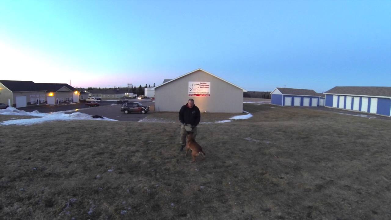 Do Dogs Completely Forget Obedience They  Have Fully Learned?