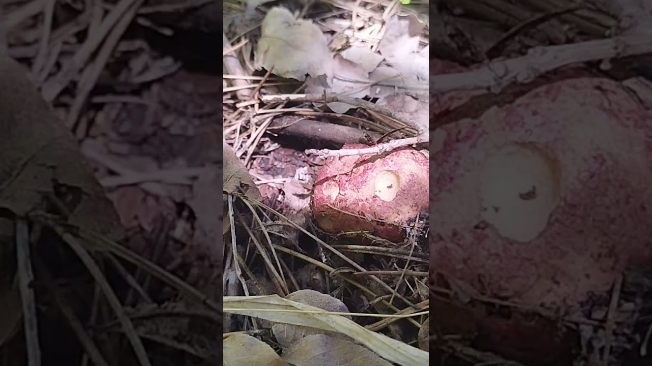 гриб, похожий на картошку! #жизньвболгарии #nature #природа #лес #грибы #fungi #непридуманныеистории