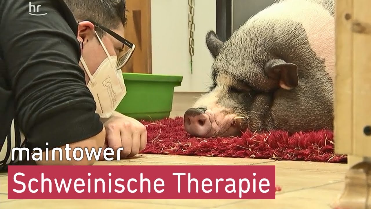 Ein Schwein namens Schnitzel | maintower
